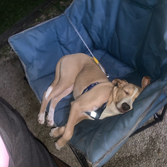 Meet your Posher, Abby - Picture 2 of 4